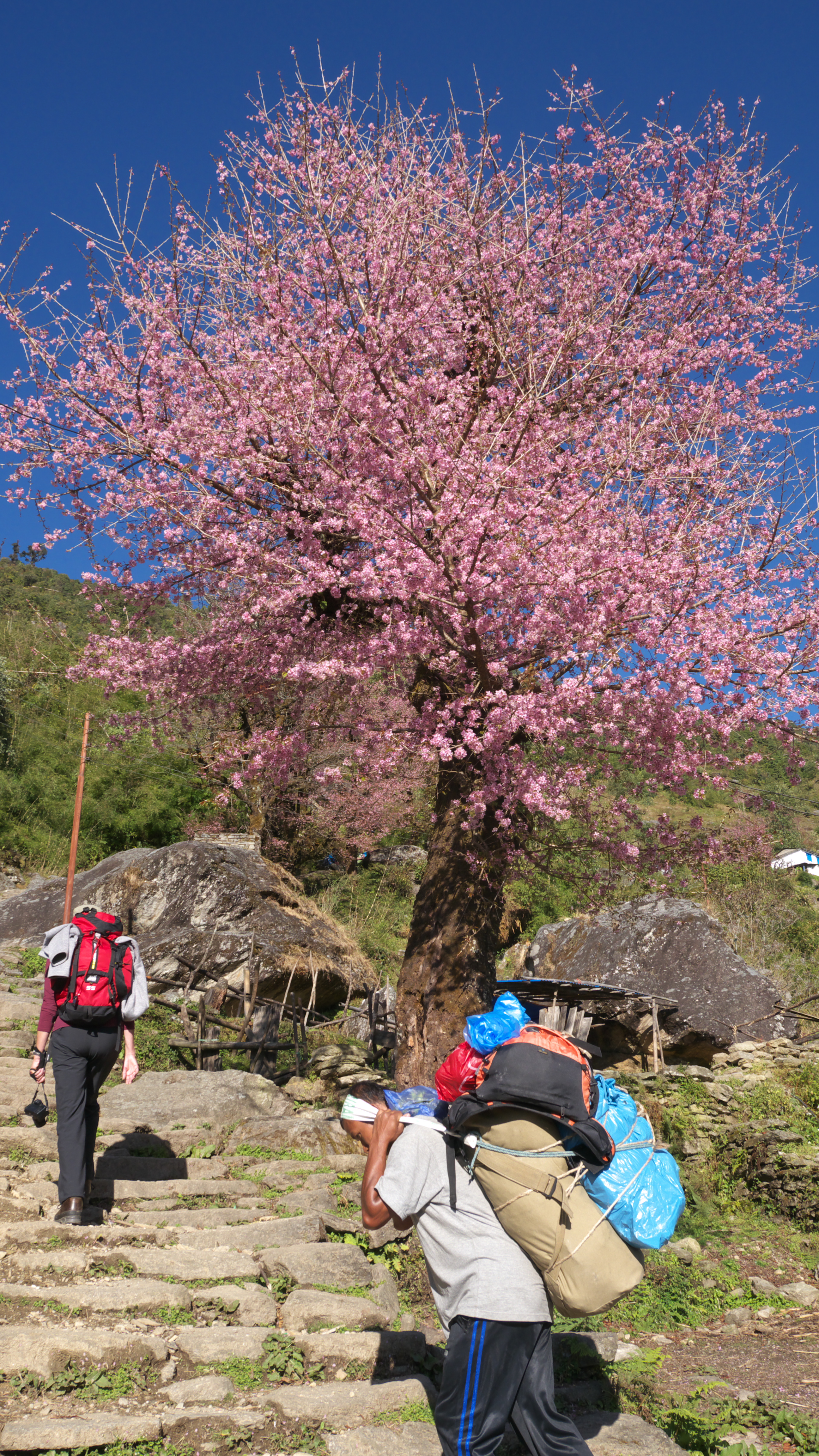 Best Time  to visit Nepal with Family